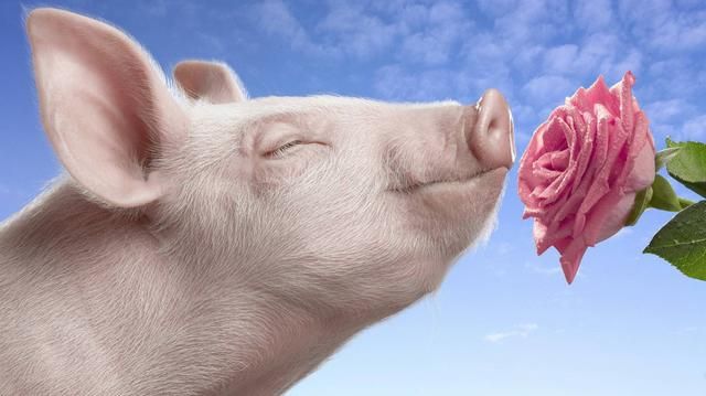 养猪成了万科的新希望，刷屏了